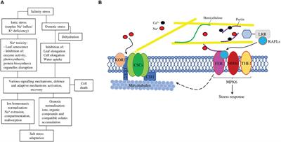 The regulation of plant cell wall organisation under salt stress